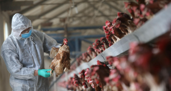 ABPA: Brasil exportou aos países árabes mais de 800 mil t de carne de frango