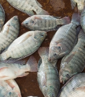 Exportação de pescados dobra no primeiro semestre
