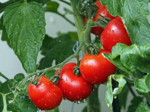 Goiás deve liderar produção de tomates em 2022 no Brasil