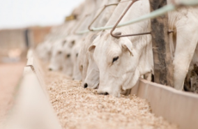 Mato grosso atinge 2º maior volume exportado de carne para este ano em julho