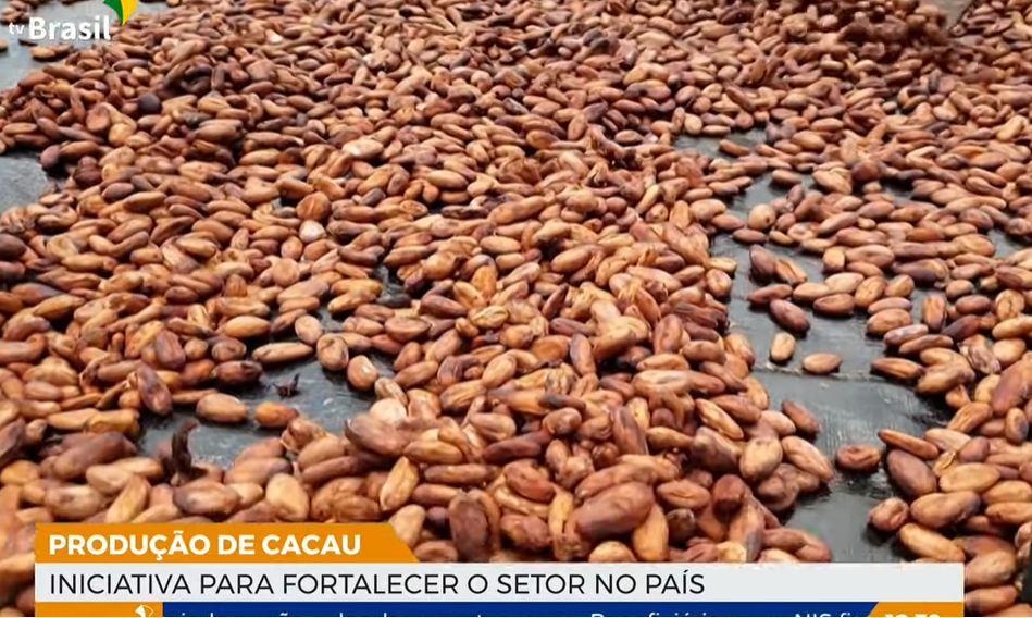 País terá incentivo para fortalecer a produção e a exportação de cacau