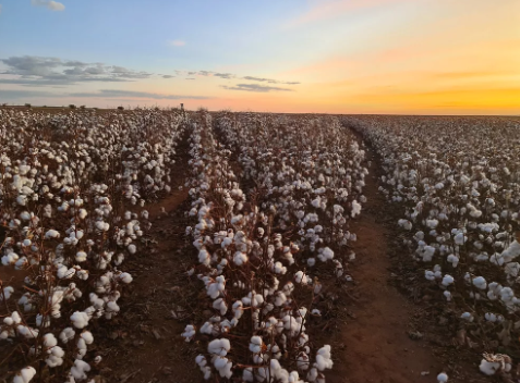 Brasil será o maior produtor e exportador de algodão em dez anos, prevê ministro