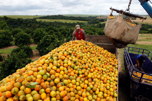 CitrusBR vê alta na produção de suco de laranja do Brasil em 2022/23