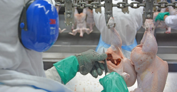 Receita de exportação de frango do Brasil bate recorde de US$ 922,1 mi em agosto