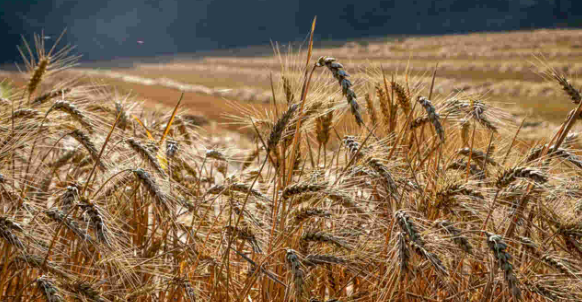 Safras eleva previsão de colheita de trigo do Brasil para recorde de quase 11 mi t