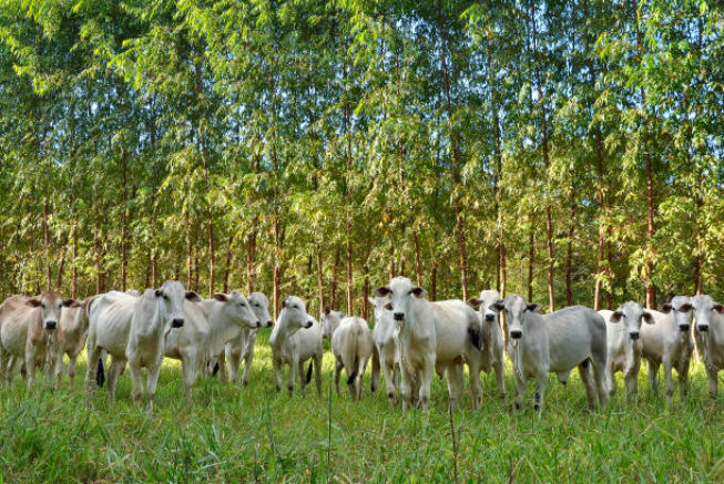 PIB da agropecuária do Brasil vai crescer 10%