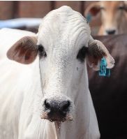 Recorde na exportação de carne bovina
