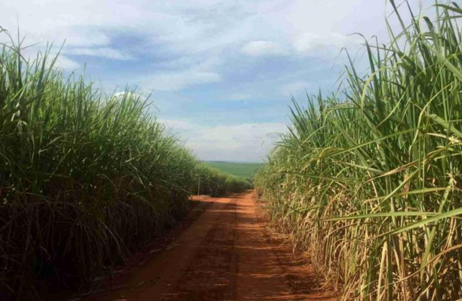 Cofco vê alta na moagem de cana no ciclo 2023/24 do centro-sul
