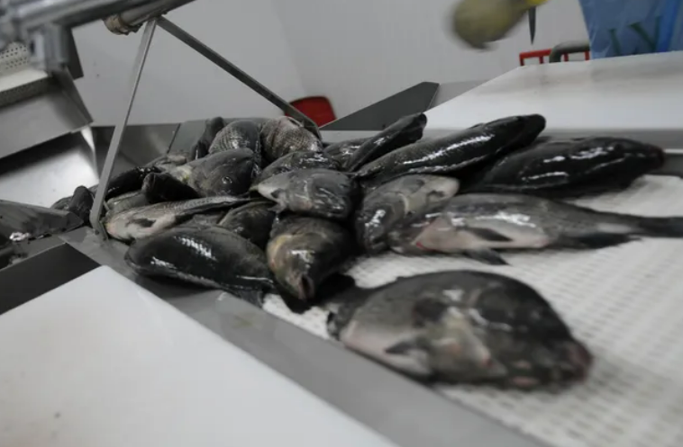Receita das exportações de pescados do país cresceu 49% de janeiro a setembro