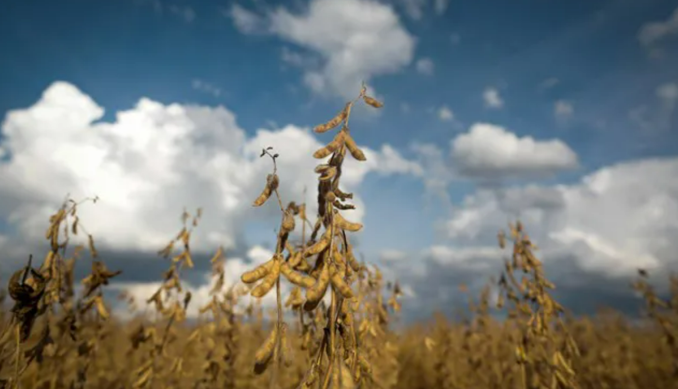 Brasil pode produzir 4 milhões de toneladas de farelo de soja a mais se mistura do biodiesel for retomada em 2023