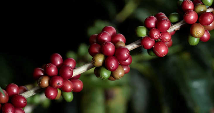 Brasil ainda tem muito espaço a ocupar no mercado mundial de café, diz Fiesp