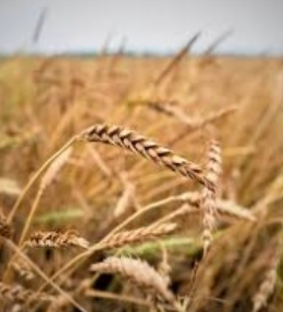 Brasil deverá exportar 3,5 milhões de toneladas de trigo