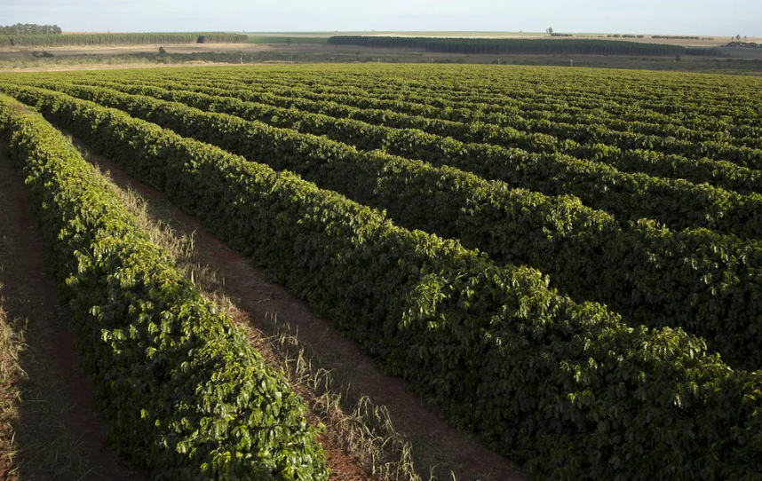 Exportações globais de café verde cresceram 11% em novembro