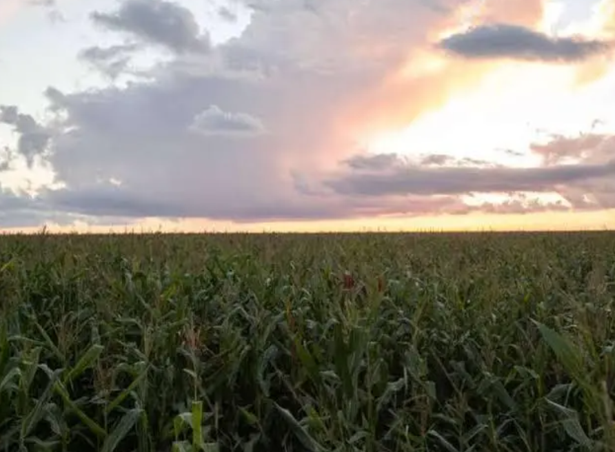 Agronegócio deve ter maior crescimento desde 2017