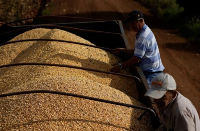 Exportação de milho do Brasil até a 2ª semana de janeiro já supera o mês em 2022