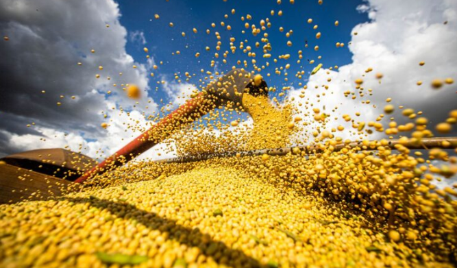 PIB da agropecuária pode crescer quase 7%