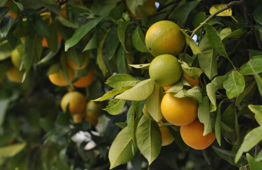 Alta nas exportações de suco de laranja
