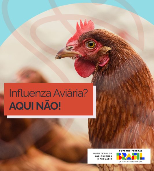 Campanha sobre Influenza Aviária visa alertar população para ajudar o Brasil a continuar livre da doença