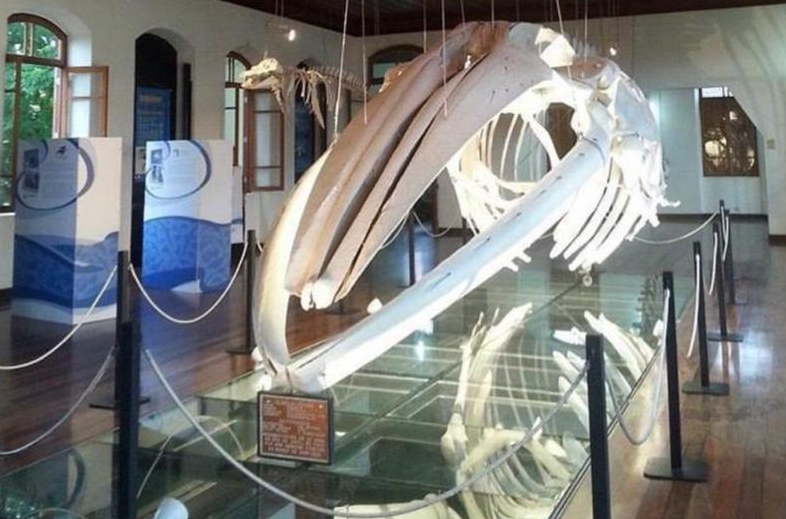Museu do Instituto de Pesca vai navegar no metaverso