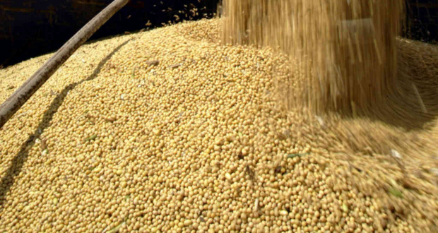 Bunge alcança 80% de monitoramento indireto de soja no Cerrado brasileiro