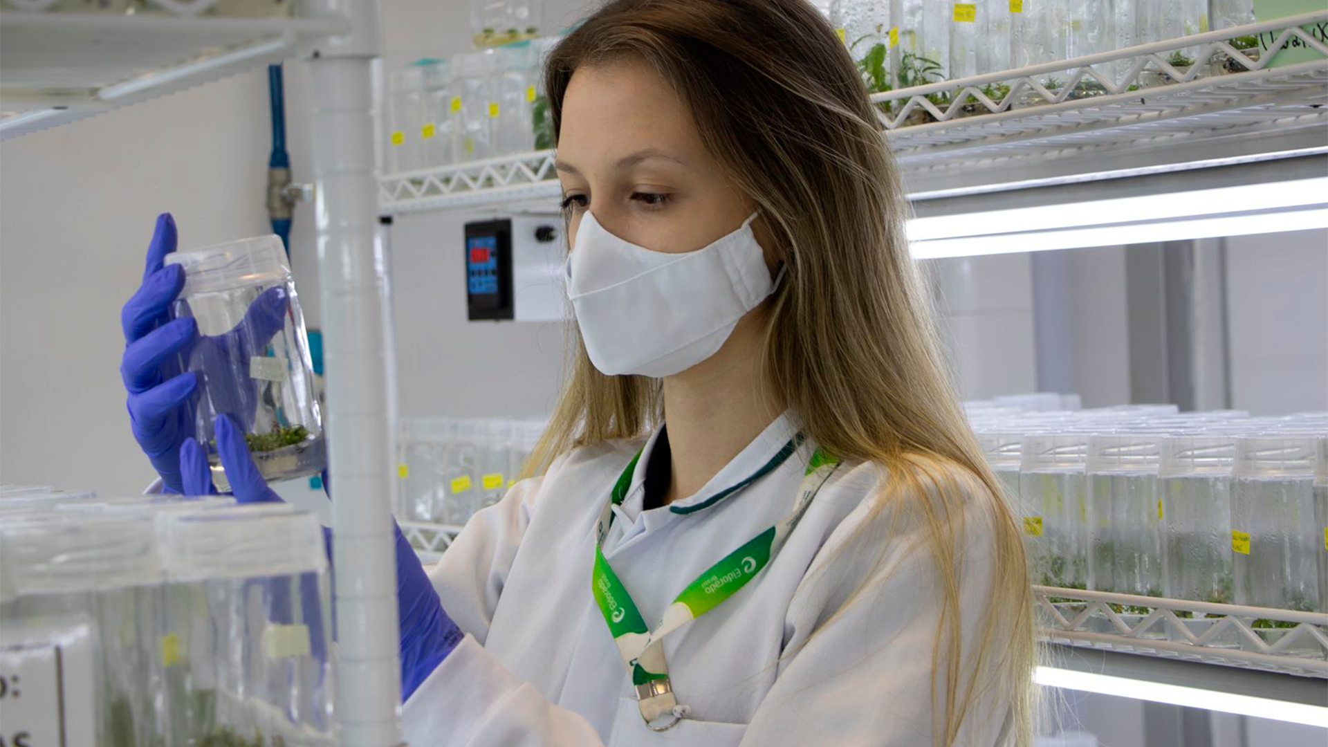 Por: Eldorado – Clonagem de eucaliptos aumenta a produtividade na silvicultura