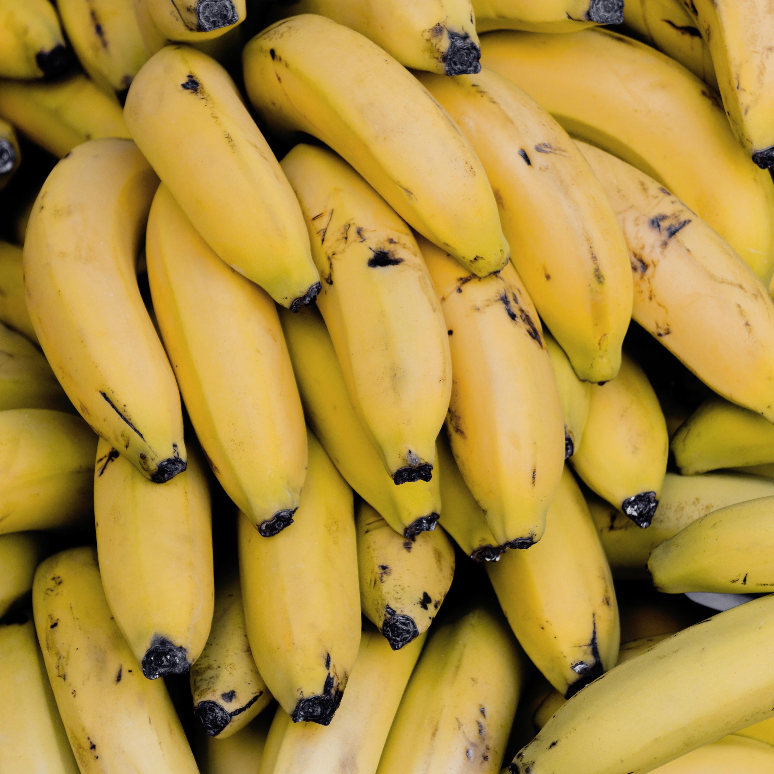 SP é responsável por 26% da banana produzida no Brasil