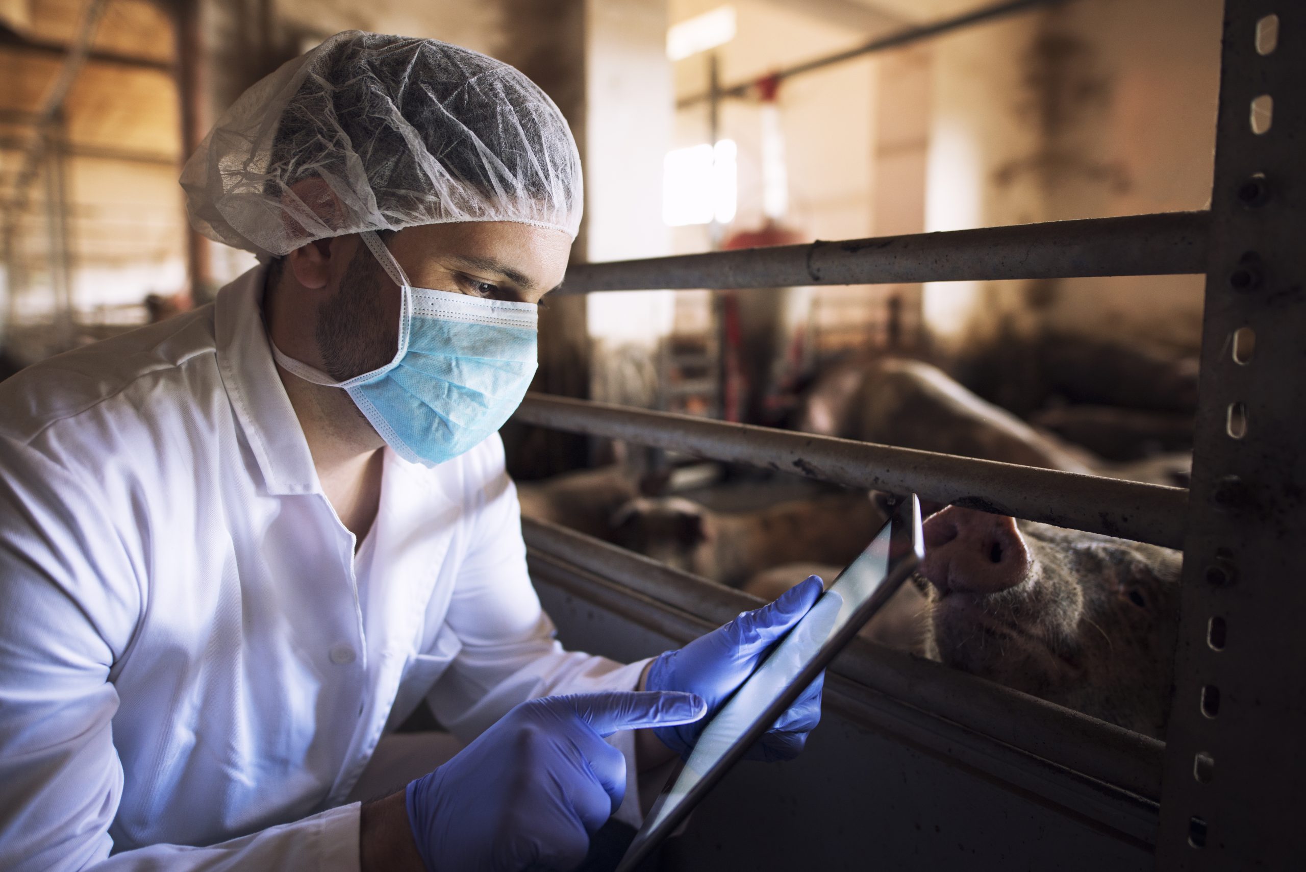 Ministério da Agricultura confirma 109 focos de influenza aviária no Brasil