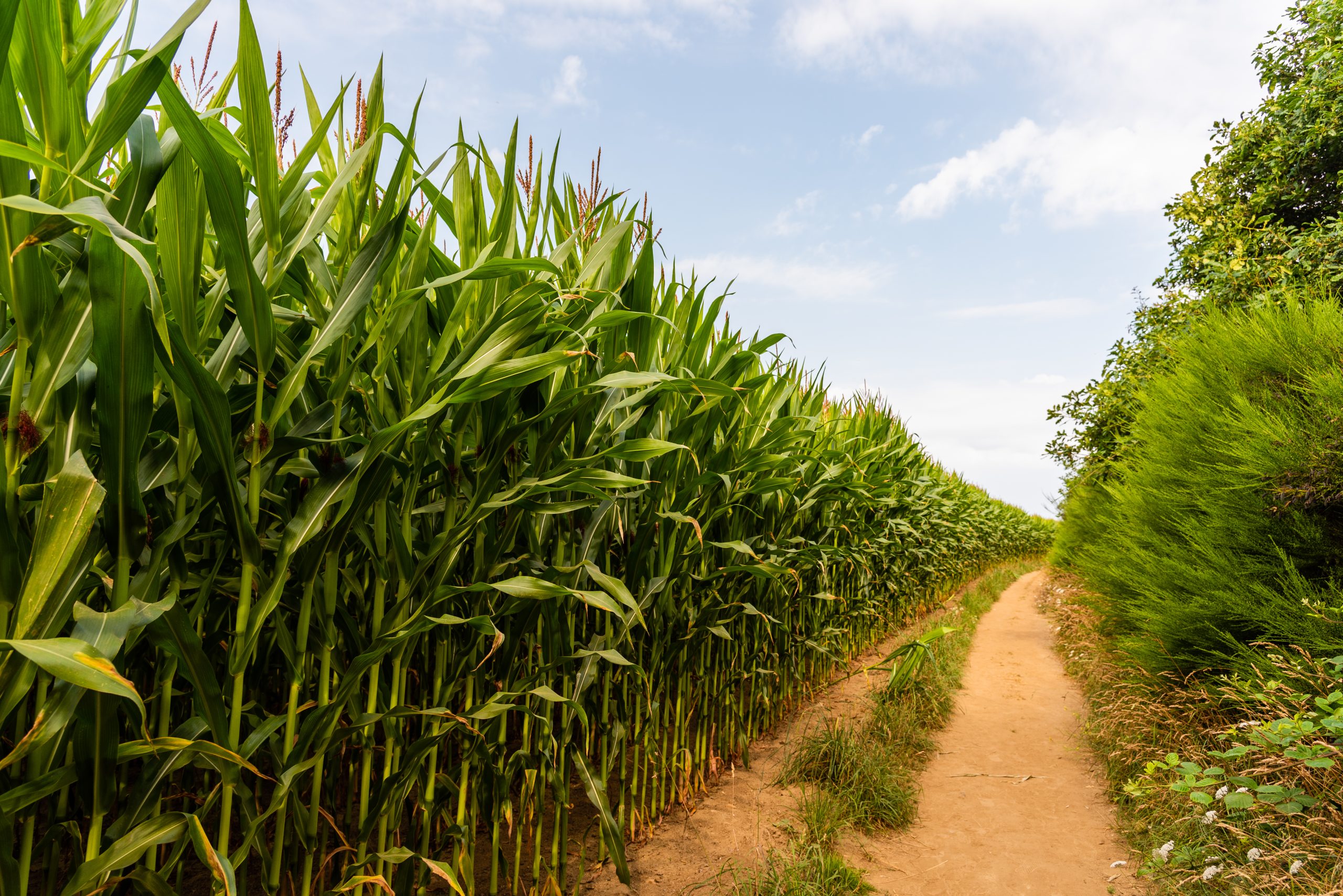 Exportações brasileiras do agro cresceram 9% em 2023, mesmo com queda nos preços médios