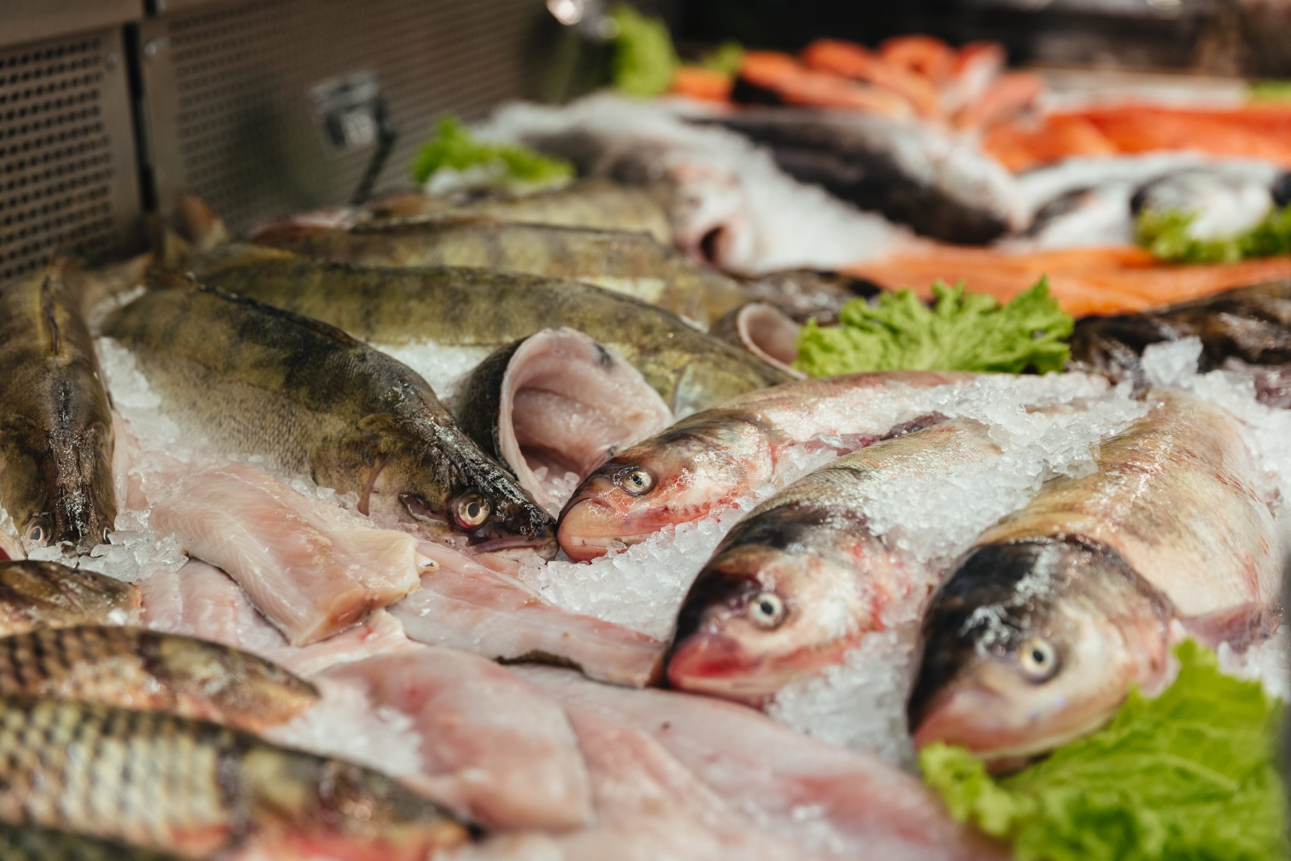 Brasil inicia conversas para retomar exportações de pescados ao Reino Unido