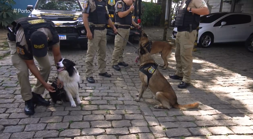 Conheça a patrulha canina da Guarda Portuária