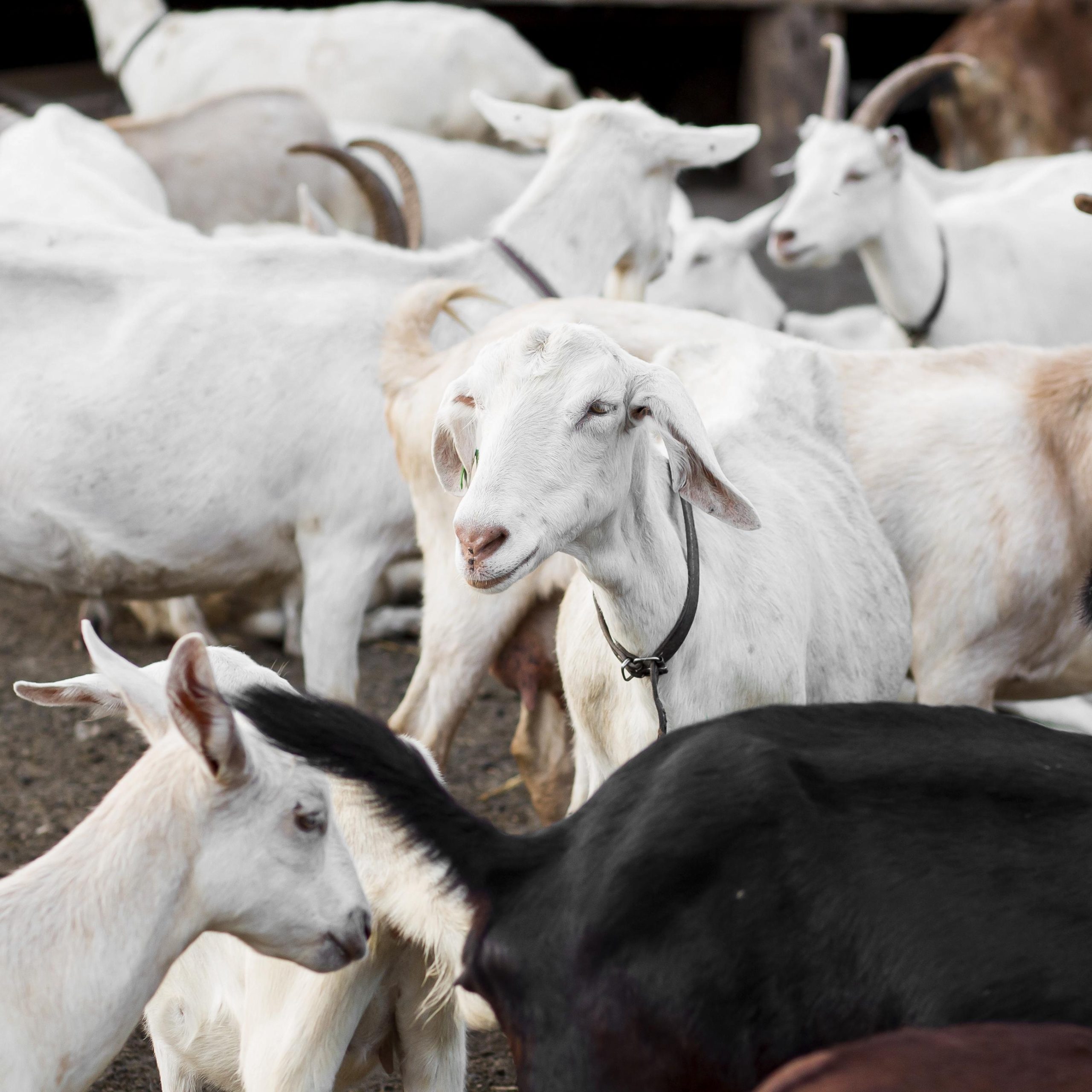 Egito abre mercado para carnes de ovino e caprino do Brasil