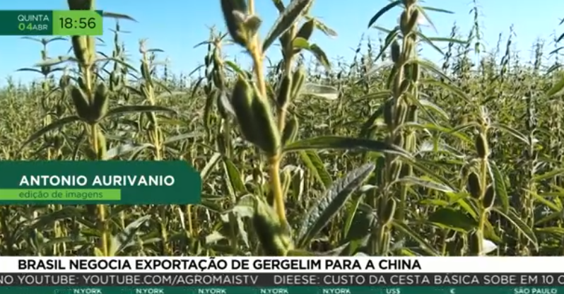 Brasil negocia exportação de gergelim para a China
