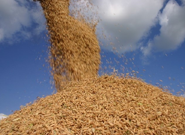 Justiça suspende leilão para compra de até 300 mil toneladas de arroz importado