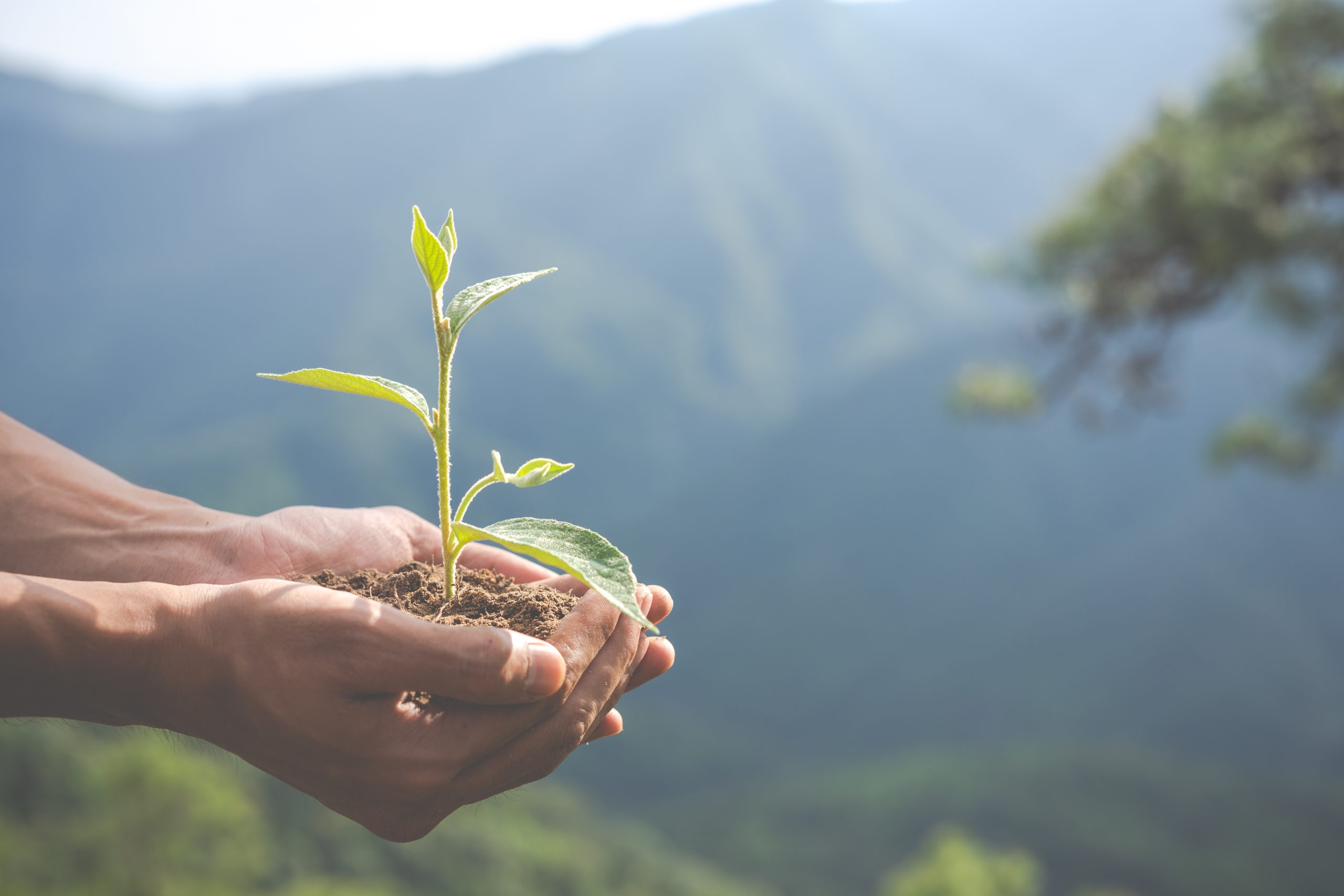 Transbrasa neutraliza emissões de gases com créditos de carbono para projeto de energia eólica