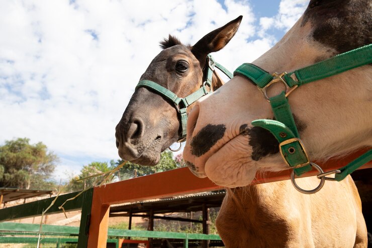 Costa Rica abre mercado para equinos vivos do Brasil