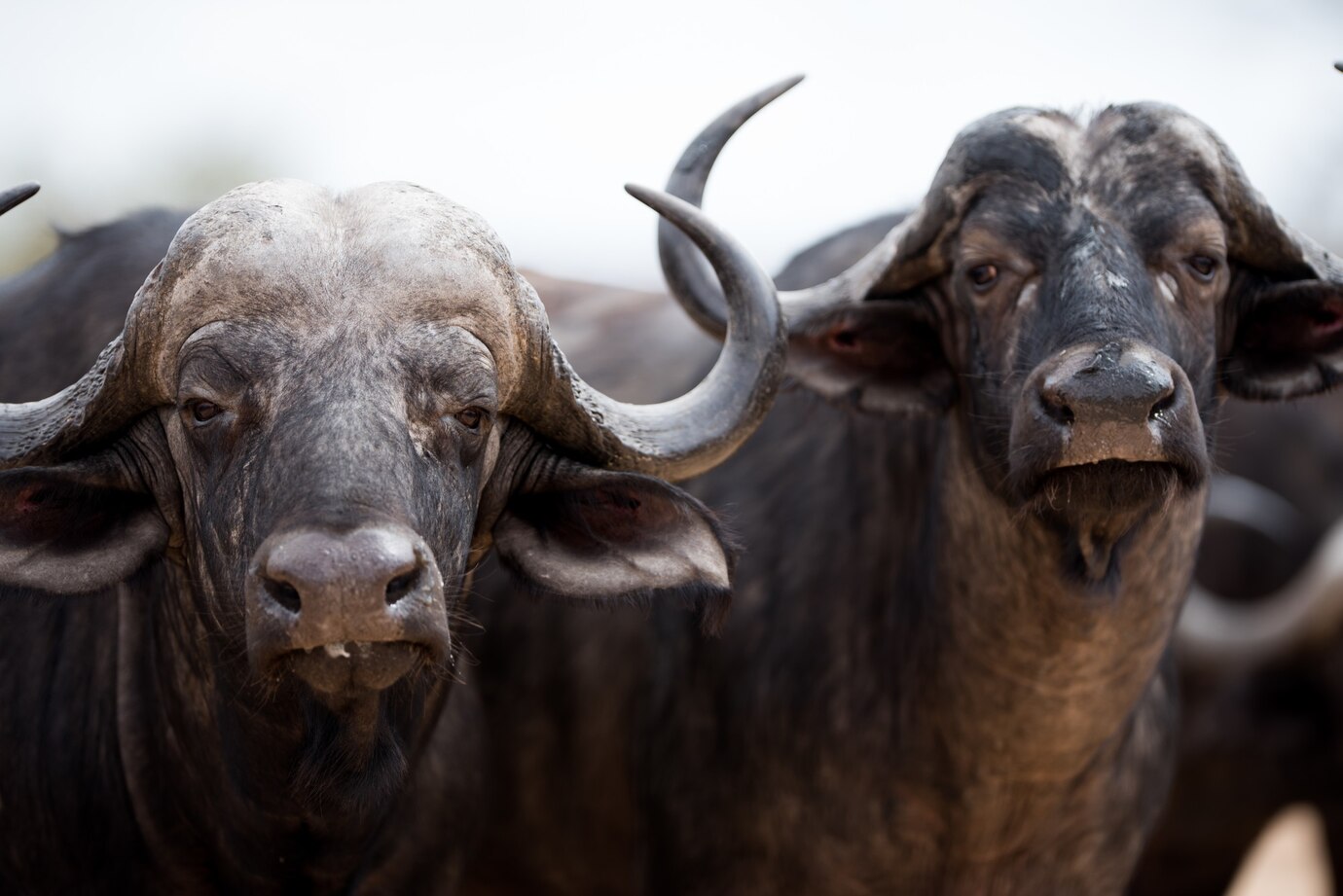 Brasil conquista mercado no Egito com exportação de carnes e miúdos de búfalo