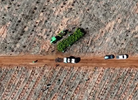Bracell planta 8 mil árvores nativas e cria corredor ecológico